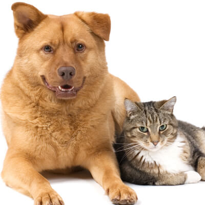 Yellow Dog and brown cat