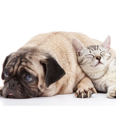 Sad Pug and Grey Cat