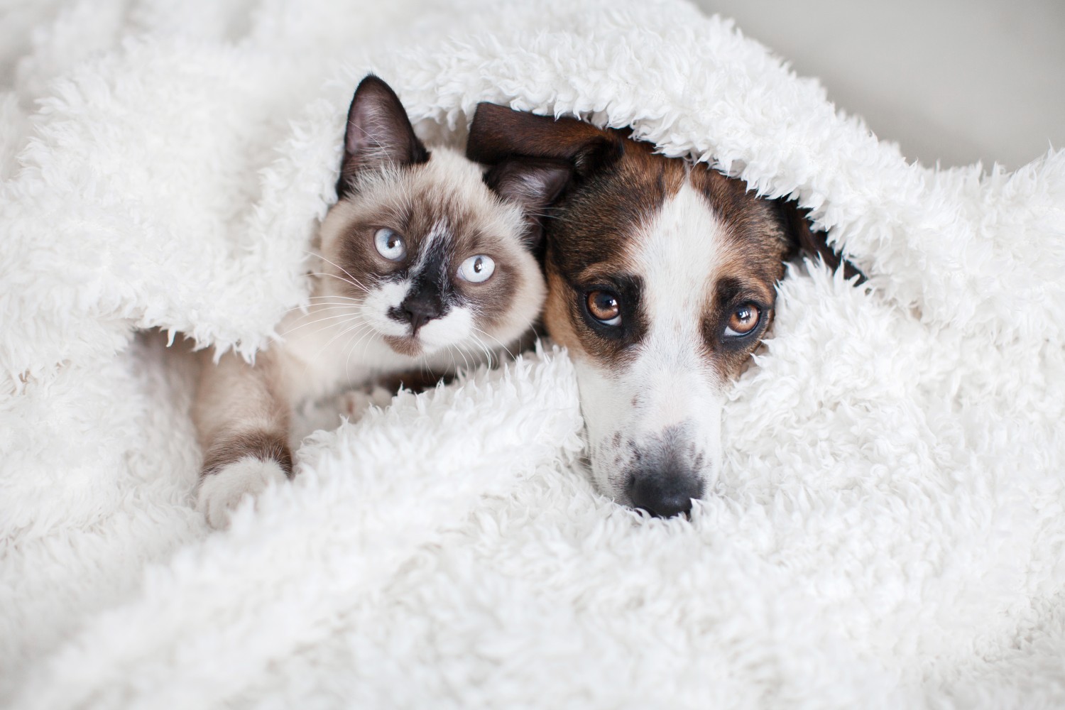 Cat and Dog snuggling